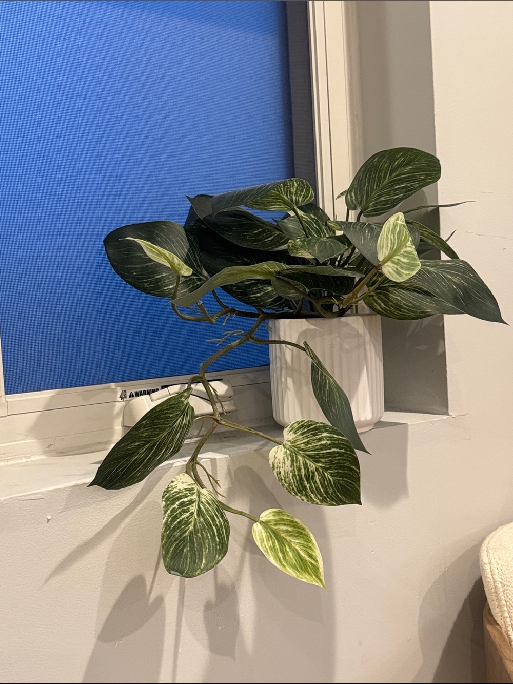 Cost Plus World Market Faux Pothos Plant in White Ceramic Pot